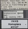 Other: !! display not done !! on Chlorotettix (Chlorotettix) fraterculus (Berg, 1879): Labels. (Observation).