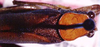 CollectionObject 1522559; 08792e8b-47ef-48a8-8af8-d7dfcd43ed45: female, dorsal view (holotype). (CollectionObject).