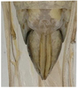 Ovipositor on Anuihuajianga pyramidalis Zhang & Song, 2022: (Observation).