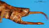CollectionObject 1530704; e6c8073b-a2dc-40b2-9eb3-46e6035dad00: female, ovipositor (holotype). (CollectionObject).