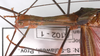 Nescicroa rufescens Hennemann, 1998: copyright F. Hennemann. female, head and thorax (paratype). (Otu).