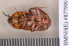 Neostylopyga sexpustulata (Walker, 1871): Holotype, unsexed, ventral. BMNH(E)#877990. (Otu).