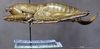 CollectionObject 1537870; 5bf3bdca-3931-401a-9ded-a0d57f3b54d6: female, lateral view. (CollectionObject).