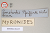 CollectionObject 1559962; NHMUK(SF IMPORT DUPLICATE) 844673, b14b42e5-343f-4133-9ebb-253ec43d2cc6: copyright Natural History Museum, London. female, data labels [round label reversed] of Lonchodes pfeifferae (holotype). (CollectionObject).
