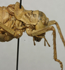 CollectionObject 1535215; 45eaec87-93ba-4485-b7a6-273158eeb70b: female pronotum, lateral view (lectotype). (CollectionObject).