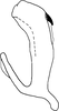 Aedeagus, lateral view on Bonaspeia cygnangula Davies, 1987: Aedeagus, lateral view (holotype). (Observation).