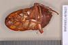 Eurycotis floridana (Walker, 1868): Lectotype, female, ventral. BMNH(E)#878027. (Otu).