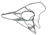 Head: Cochlorhinus pluto, head, laterally. (Observation).