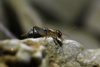 male in lateral view (from Croatia, Pašman Isl.). Depicts Pseudomogoplistes squamiger (Fischer, 1853), an Otu.