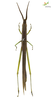 CollectionObject 1861678; Unioeste Cascavel SAOP-131F, 591439cf-cd73-429a-b911-be25eeca2d87: Female. Lateral view. (CollectionObject).