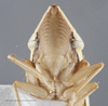 Head on Draeculacephala antica (Walker, 1851): Head/Face. Green color variation. (Observation).