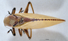 CollectionObject 1536186; NMBA 3225446, 89e24883-5690-4b13-89ca-2d3f878d9802: male, dorsal view. (CollectionObject).