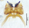 CollectionObject 1523721; ad1bcb63-524d-4858-89c5-ff139da82df0: male genitalia, dorsal view (holotype). (CollectionObject).