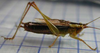 Conocephalus (Anisoptera) japonicus japonicus (Redtenbacher, 1891): male. (Otu).