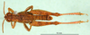 CollectionObject 1569267; a33551a5-a498-4201-a0f8-cee708c821a5: male, dorsal view (paratype of Microcatantops brachypterus). (CollectionObject).