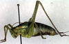 CollectionObject 1502848; 3dc3b618-22f7-4a01-9a22-5e6257f1a884: male, lateral view (paratype?). (CollectionObject).