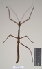CollectionObject 1559535; NHMUK(SF IMPORT DUPLICATE) 844764, 7d7ca30d-f78a-48f9-a79e-f9a86e4ca1de: copyright Natural History Museum, London. female (holotype). (CollectionObject).