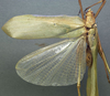 CollectionObject 1506495; bf8e3a0f-d733-444d-a253-40c0e0fa6f14: male, dorsal view (syntype). (CollectionObject).