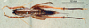 CollectionObject 1572593; e86b4280-b10b-4bf8-9b3a-2512bcbdc2ef, DORSA D02TF01: female, dorsal view (syntype). (CollectionObject).