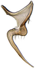 Stylus: Scaphoideus omani, stylus, laterally (INHS). (Observation).