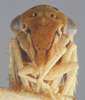 Head: !! display not done !! on Agalliopsis (Agalliopsis) novella (Say, 1831): Head. (Observation).