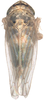 Habitus, dorsal view on Exitianus nanus (Distant, 1908): Habitus, dorsal view. (Observation).