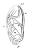 Velarifictorus (Velarifictorus) aspersus (Walker, 1869): Pl.13,Fig.16(1e) as Scapsipedus mandibularus. male, right tegmen. (Otu).