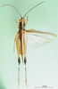 CollectionObject 1501405; 0dcd1c55-c030-41d1-832a-cd455ee18c8b: male, dorsal view (holotype of Zacompsa festa). (CollectionObject).