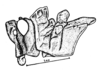 Conometopus cristaticollis Blanchard, 1851: Fig. 5. female head and pronotum, lateral view. (Otu).