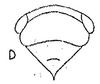 Head: !! display not done !! on Baroma reticulata Oman, 1938: head, dorsally. (Observation).