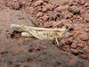 FieldOccurrence 178; d19e7380-9a00-4e7f-8cb7-771f9c4960ce; Tanzania
Chala area eastern slopes Mount Kilimanjaro, 2020/02/??: female. (FieldOccurrence).
