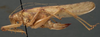 CollectionObject 1506494; 4972da6d-405d-4a95-b028-cce80fef04ad: female, lateral view. (CollectionObject).