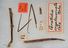 CollectionObject 1557940; 519861e5-b151-4d16-9c8f-b17a43c764a4: copyright USNM, Washington. female (holotype). (CollectionObject).