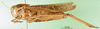 CollectionObject 1500241; a257f576-e1e8-430f-8d06-5369b05e5ae6: female, lateral view (syntype of Gastrimargus silvicola). (CollectionObject).