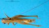 CollectionObject 1500881; 9a4e6d24-5706-4b1f-ac11-c821fc746206: male, dorsal view (lectotype). (CollectionObject).