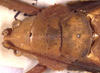 CollectionObject 1517051; f692a5f8-1a88-4691-ac30-2a1b3bfab357: female head and pronotum, dorsal view (holotype). (CollectionObject).