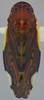 Habitus, dorsal view on Pseudocostanana flavina (DeLong & Freytag, 1972): Male specimen [DZUP]: habitus, dorsal view. (Observation).