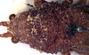 CollectionObject 1517011; 73039def-e6c1-4e8d-81a0-0344c8d92a3d: female head and pronotum, dorsal view (holotype). (CollectionObject).