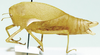 Bullacris vansoni (Dirsh, 1963) now Bullacris unicolor (Linnaeus, 1758): female, lateral view. (Otu).