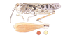 Pardalophora haldemanii (Scudder, 1872): habitus and hind femur. (Otu).