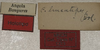 CollectionObject 1535038; 52052e5a-2fc6-48f8-829e-a9d8ab7a1da0: labels (holotype). (CollectionObject).