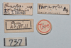 CollectionObject 1561182; ca722f59-5ae0-4d4f-8225-88a048e4085c: copyright NTUC. female, data labels (syntype). (CollectionObject).;CollectionObject 1561183; 82a3663e-d3c8-40f6-994b-015a810d7a76: copyright NTUC. female, data labels (syntype). (CollectionObject).