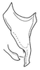 Stylus on Bahita interjecta Linnavuori & DeLong, 1978: Bahita interjecta, stylus, ventrally. (Observation).