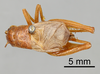 CollectionObject 1522773; 7a39439d-7c04-4313-a024-182f1c398bed: Male, dorsal view (holotype). (CollectionObject).