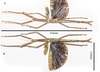 CollectionObject 2319994; 41da3890-7038-471a-bc8f-bdc161e5dcbe: copyright QM, photo by R. Coupland. female (holotype). (CollectionObject).