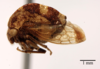 Habitus, lateral view on Cyrtolobus parvulus Woodruff, 1924: (Observation).
