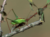 male (France). Depicts Leptophyes punctatissima (Bosc, 1792), an Otu.