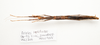 CollectionObject 1595836; f8ad1ff1-bb43-4fe3-83ba-5142166ccc43: copyright LKCNH Singapore. female, ventral view (holotype). (CollectionObject).
