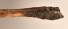 CollectionObject 1559593; 3660f0bc-112f-4325-b101-c1262d4581e1: copyright OUMNH. male: end of abdomen, ventral view of synonym Necroscia agondas (holotype). (CollectionObject).