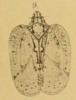 Habitus, dorsal view on Dendrona serena (Melichar, 1902): (Observation).